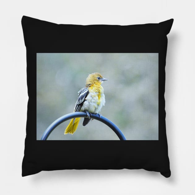 Sweet oriole fledgling Pillow by LaurieMinor