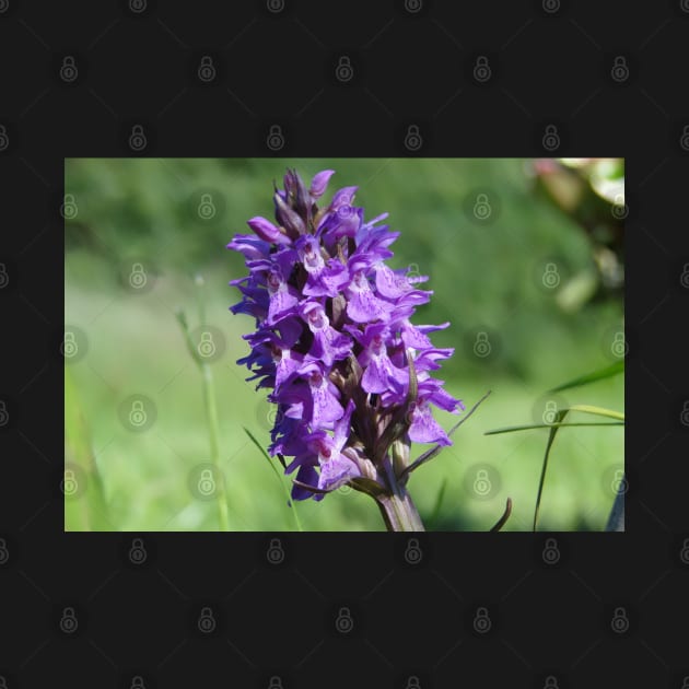 The Marsh Orchid by AH64D