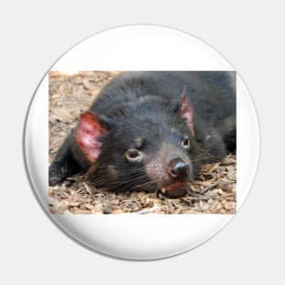 Tasmanian Devil Pin