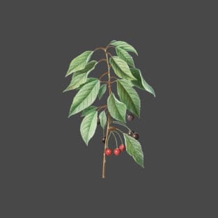 Vintage Wild Cherry Botanical Illustration T-Shirt