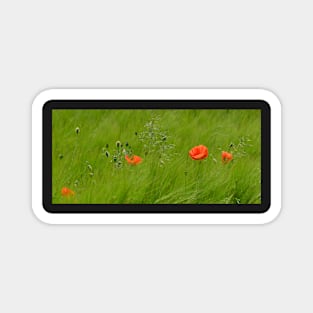 Poppies in Wheat Field Magnet