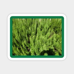 A sea of ​​rosemary Magnet