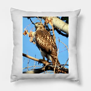 Red Tailed Hawk in Tree Pillow