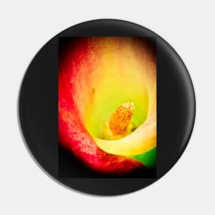 Colorful Calla, macro Pin