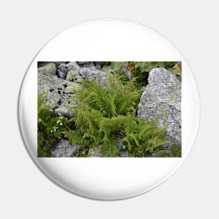 Fern in Rila mountain Pin