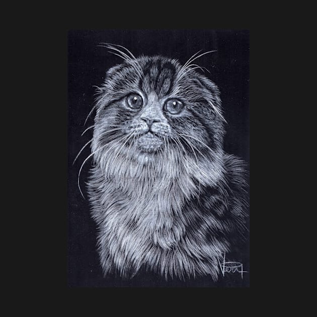 Scottish Fold Cat by VeriArt