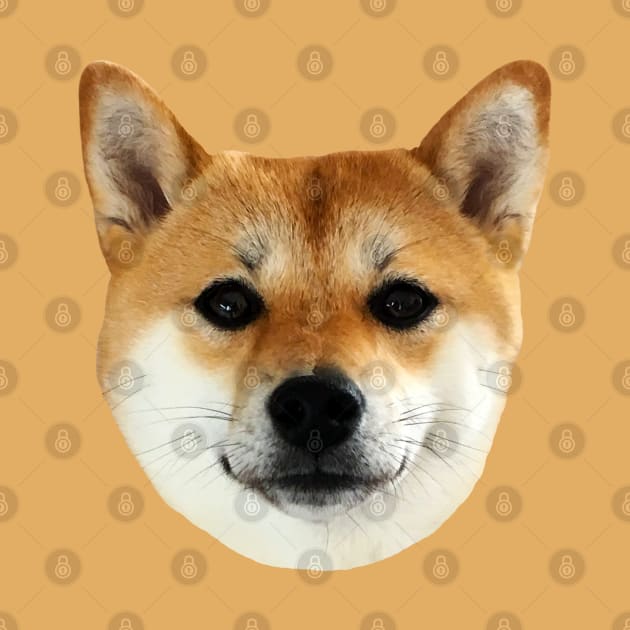 Lilly the Shiba Inu Cute Face Close Up by shibalilly