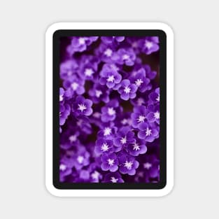 Beautiful Violet Flowers, for all those who love nature #123 Magnet