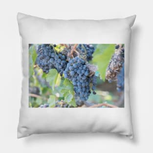 Summer Grapes on the Vine in the Okanagan Valley Pillow