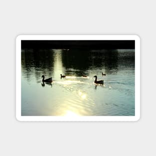 Scene from Santarelli lakes with two geese and three ducks swimming and leaving golden trails in the lucent waters Magnet