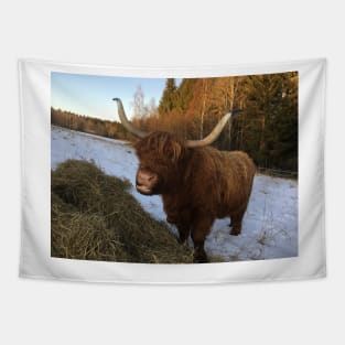 Scottish Highland Cattle Cow 2195 Tapestry