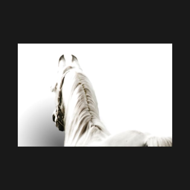 White Arabian Horse by Furtographic