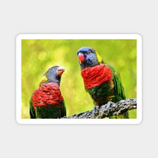 Two Rainbow Lories Magnet