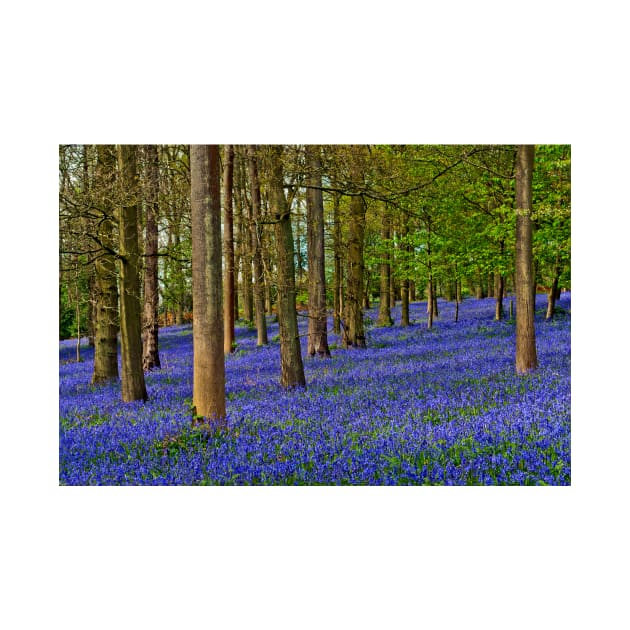 Bluebell Woods Greys Court Oxfordshire UK by AndyEvansPhotos