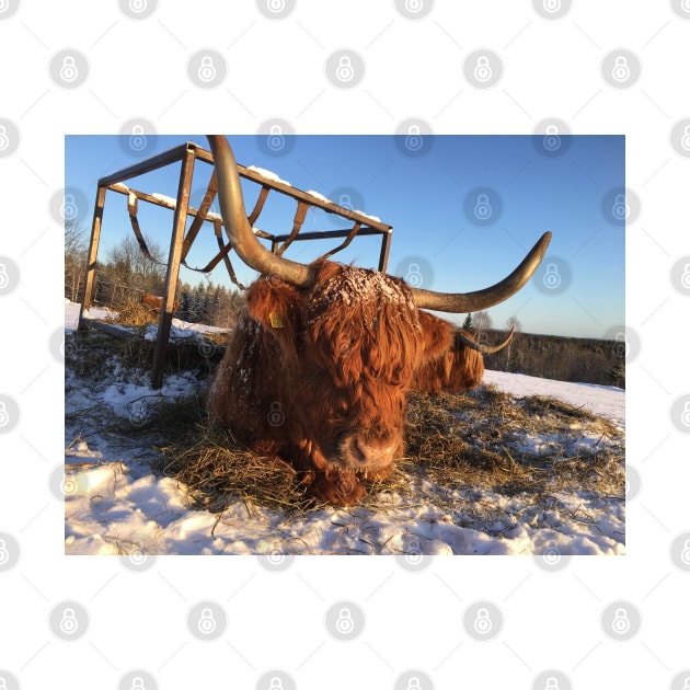 Scottish Highland Cattle Cow 2276 by SaarelaHighland