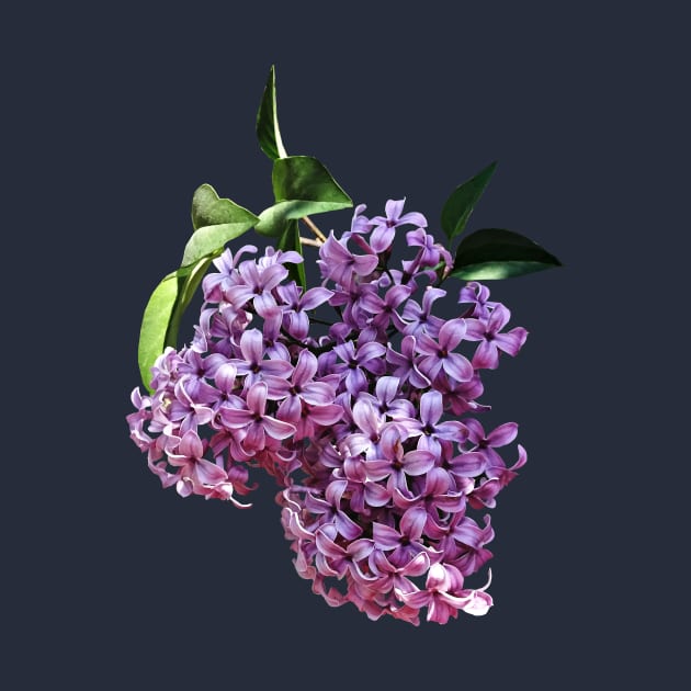 Lilacs - Delicate Pink Lilacs by SusanSavad