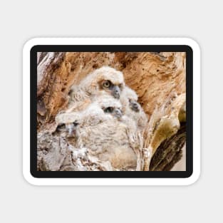 Four Young Great Horned Owls in a Nest Magnet