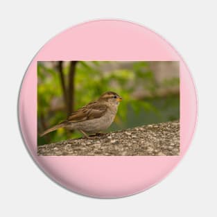 House Sparrow in Ljubljana, Slovenia Pin