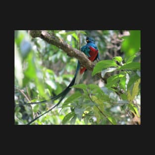 Male Quetzal in Tree T-Shirt