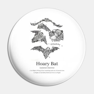 Hoary Bat Anatomy Pin