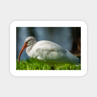 American white ibis  of Florida 2 Magnet