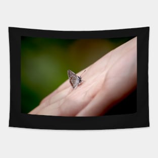 Tiny butterfly in my hand, nature photography Tapestry