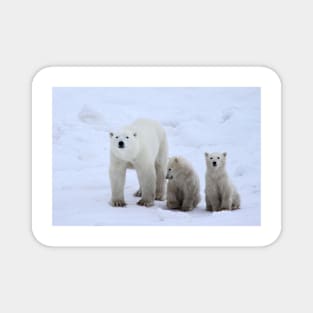 Polar Bears Family Portrait #3, Churchill, Canada Magnet