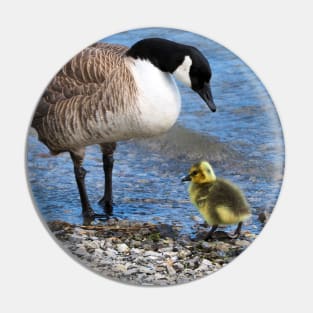 Canada Goose and Its Gosling Along The Shore Pin