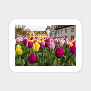 Tulips in Meersburg - Lake Constance Magnet