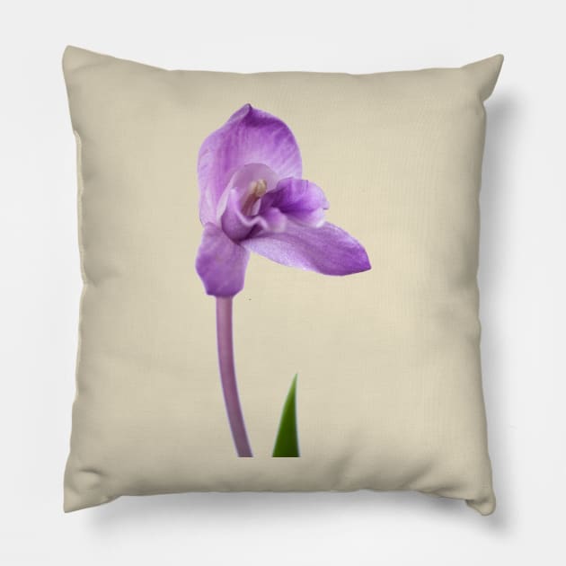 Roscoea alpina Pillow by chrisburrows