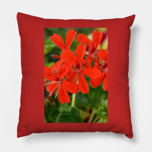 Ivy-leaved Pelargonium Pillow