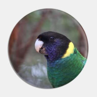 Australian Ringneck Parrot Pin