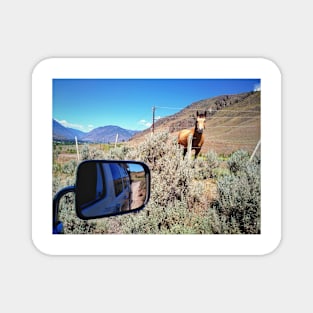 Road trip with farm animal and nature scenery in Okanagan valley, BC, Canada. Magnet