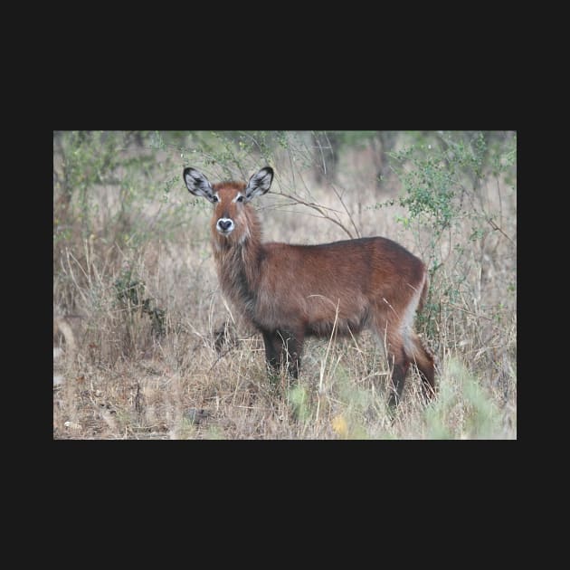 Defassa Waterbuck, Female, Serengeti, Tanzania by Carole-Anne