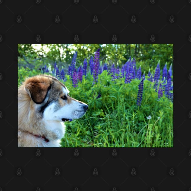 Freyja in the Lupins by rconyard