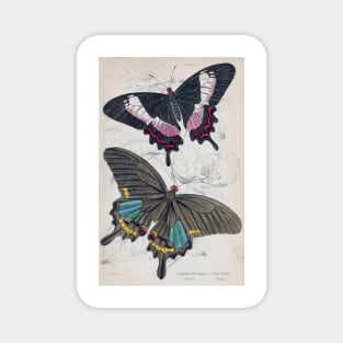 Jardine Naturalist's Library Foreign Butterflies Plate 3 Magnet