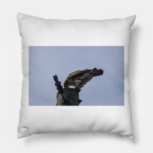 Goshawk Feeding Pillow