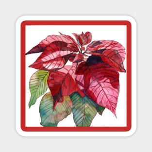 Red Poinsettia Flower original watercolour painting Magnet