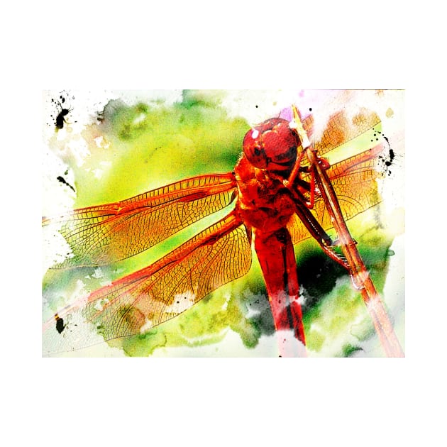 SMILING DRAGONFLY by JOHN COVERT ILLUSTRATIONS