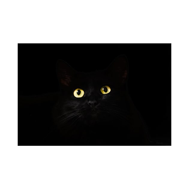 Black Cat in Darkness by kawaii_shop