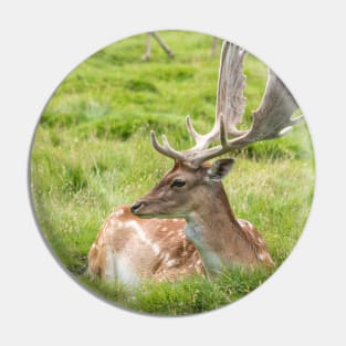 Fallow Deer Pin