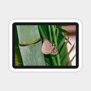 Butterfly on bamboo Magnet