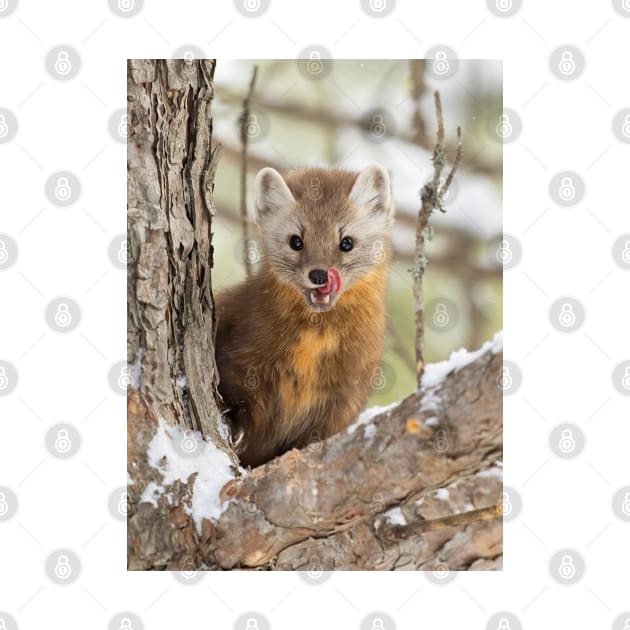 Pine Marten in Algonquin Park by Jim Cumming