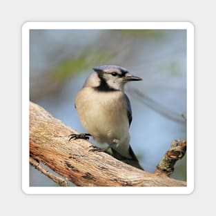 Blue Jay Side Pose Magnet