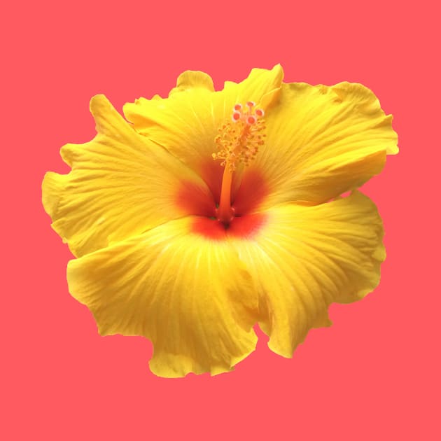 Yellow and Red Hibiscus by StevenElliot