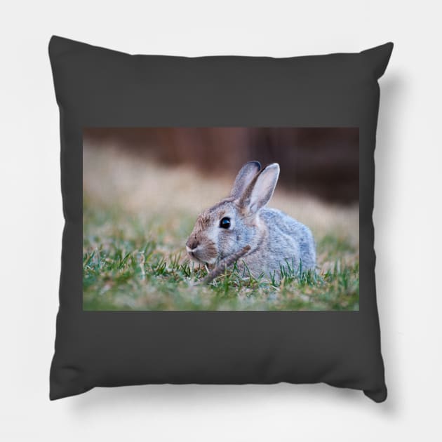 Mr. Cottontail Pillow by gdb2