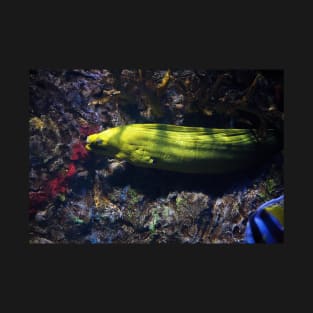 Yellow Moray eel T-Shirt