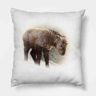 Baby takin Pillow