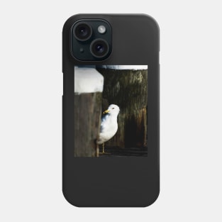 Coy Gull Phone Case