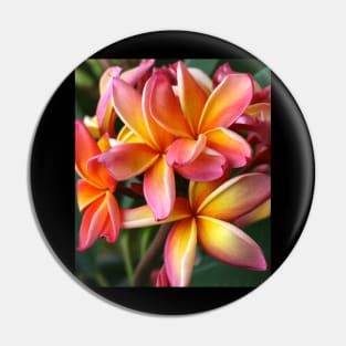 plumeria-flowers-frangipani-floral-blossom-petal-bloom-shirtyshirto-29 Pin